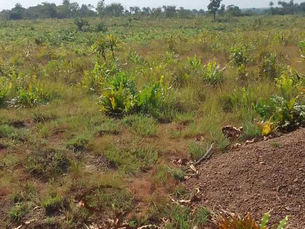 Terrain à Coyah, Terrains, Coyah