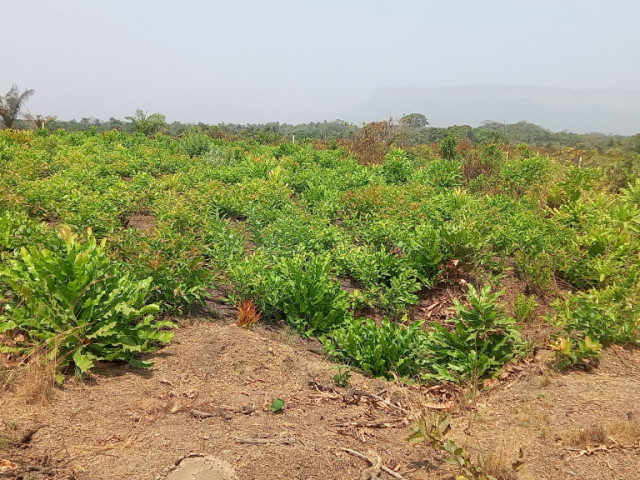 Terrain à Maferenya, Terrains, Conakry