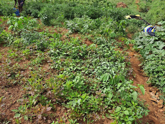 Terrain à Kobayah, Terrains, Conakry