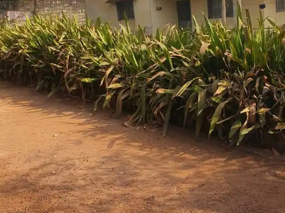 Terrain à Kipé, Terrains, Conakry