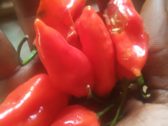 Semance agricole, Produits Secs, Conakry