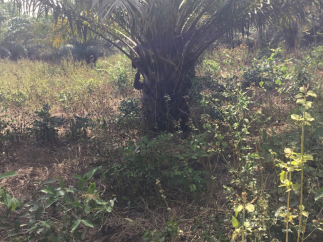 Terrain à Dubreka, Terrains, Conakry