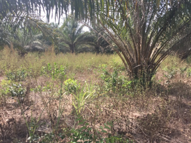 Terrain à Dubreka, Terrains, Conakry
