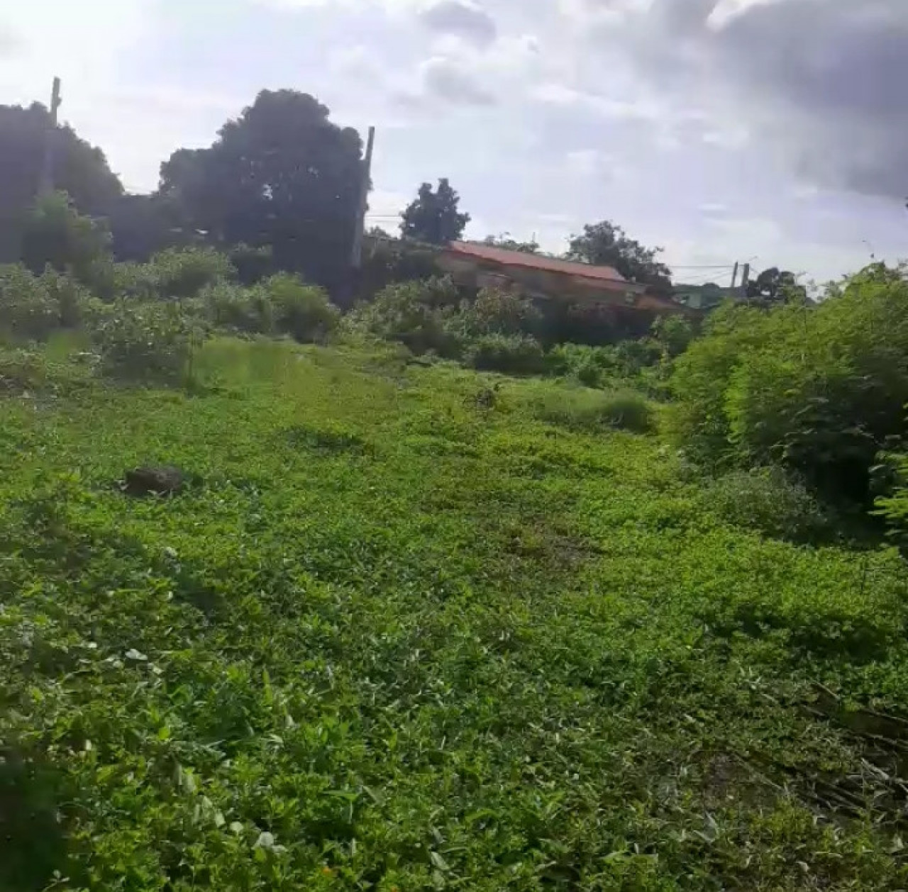 Terrain à Sangoyah, Terrains, Conakry