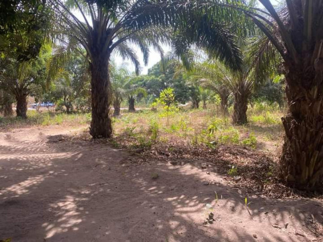 Terrain à Kindia, Terrains, Conakry