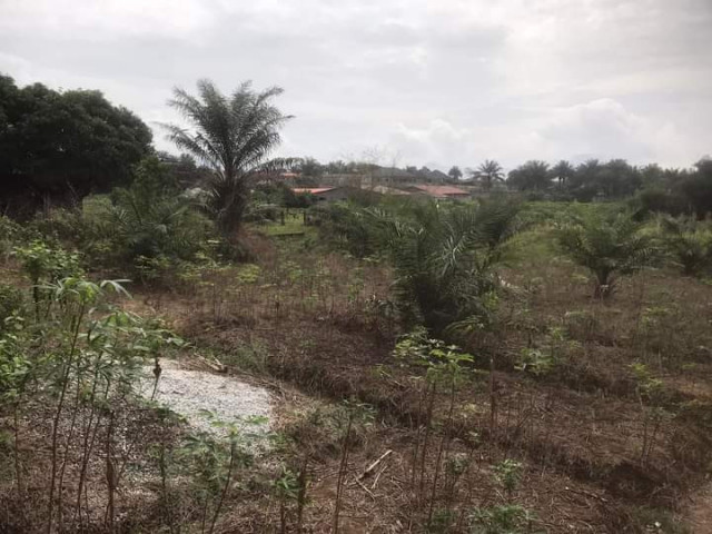 Terrain à Doumbouyah, Terrains, Conakry