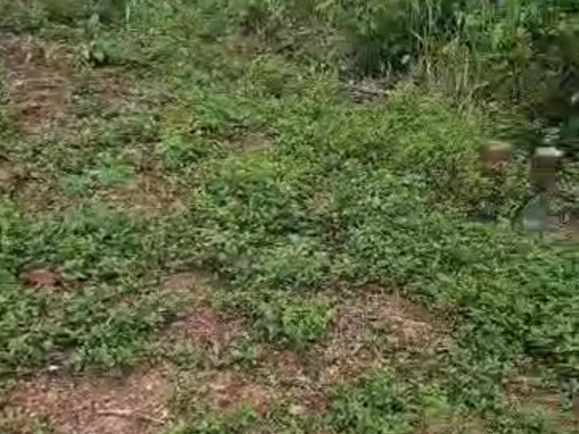 Terrain à Kakoulimayah, Terrains, Conakry