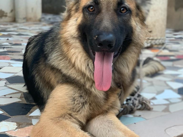 Chienne Berger Allemand Royal, Animaux - Oiseaux - Poissons, Pita