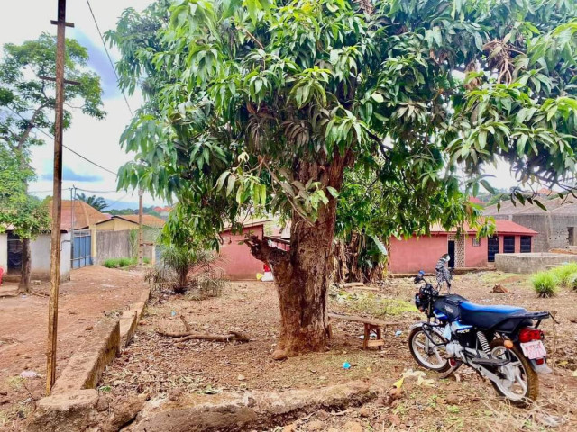 Terrain à Cimenterie, Terrains, Conakry