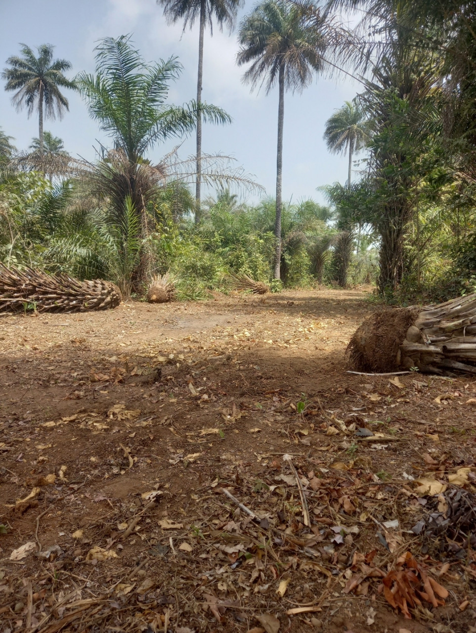 Vente d'une parcelle à koba accès facile, Terrains, Boké