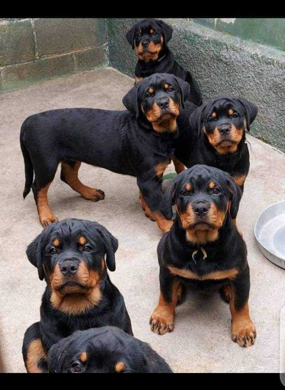 Chien de race, Nourriture Animaux, Conakry