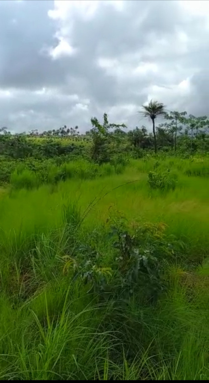 DJOUMAYA DUBREKA, Terrains, Conakry