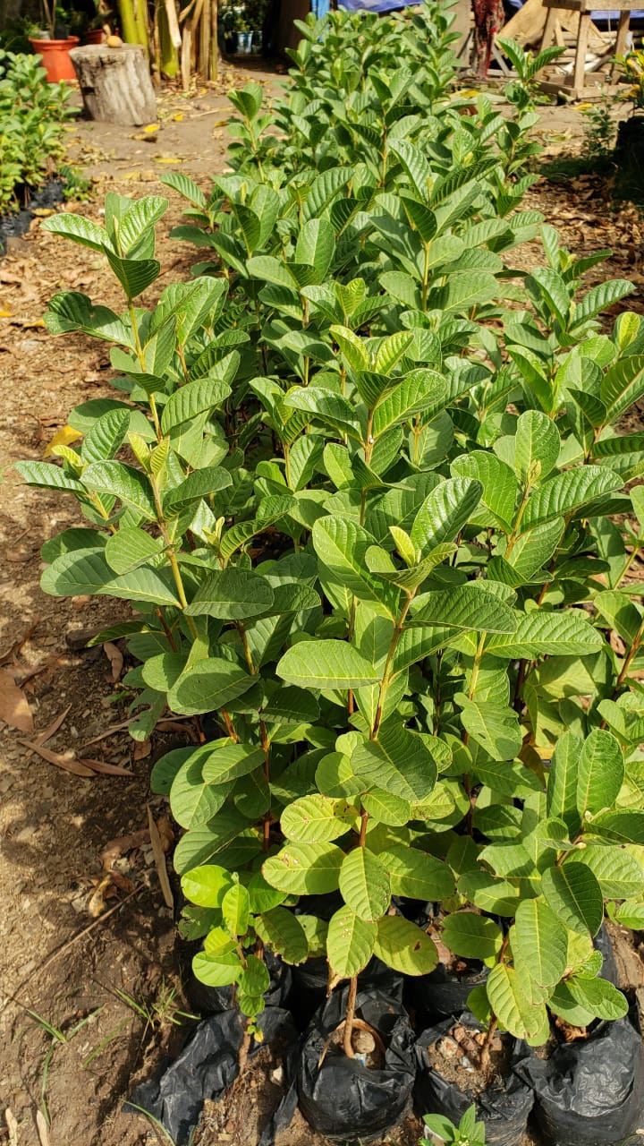 Arbres fruitiers hybrides, Tout Autre, Conakry