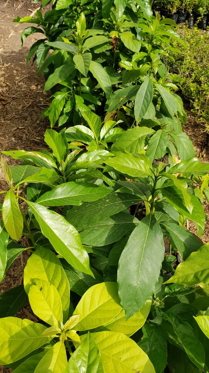 Arbres fruitiers hybrides, Tout Autre, Conakry