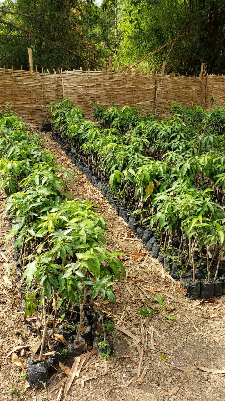 Arbres fruitiers hybrides, Tout Autre, Conakry