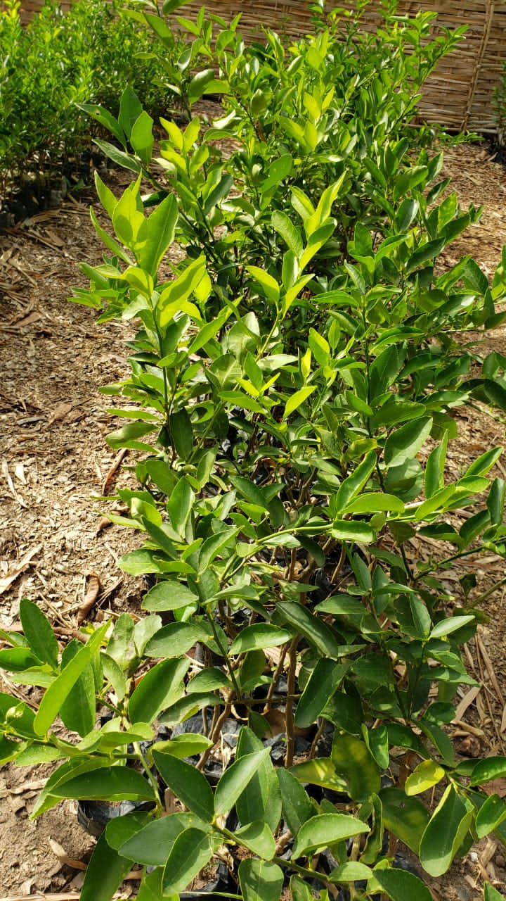 Arbres fruitiers hybrides, Tout Autre, Conakry