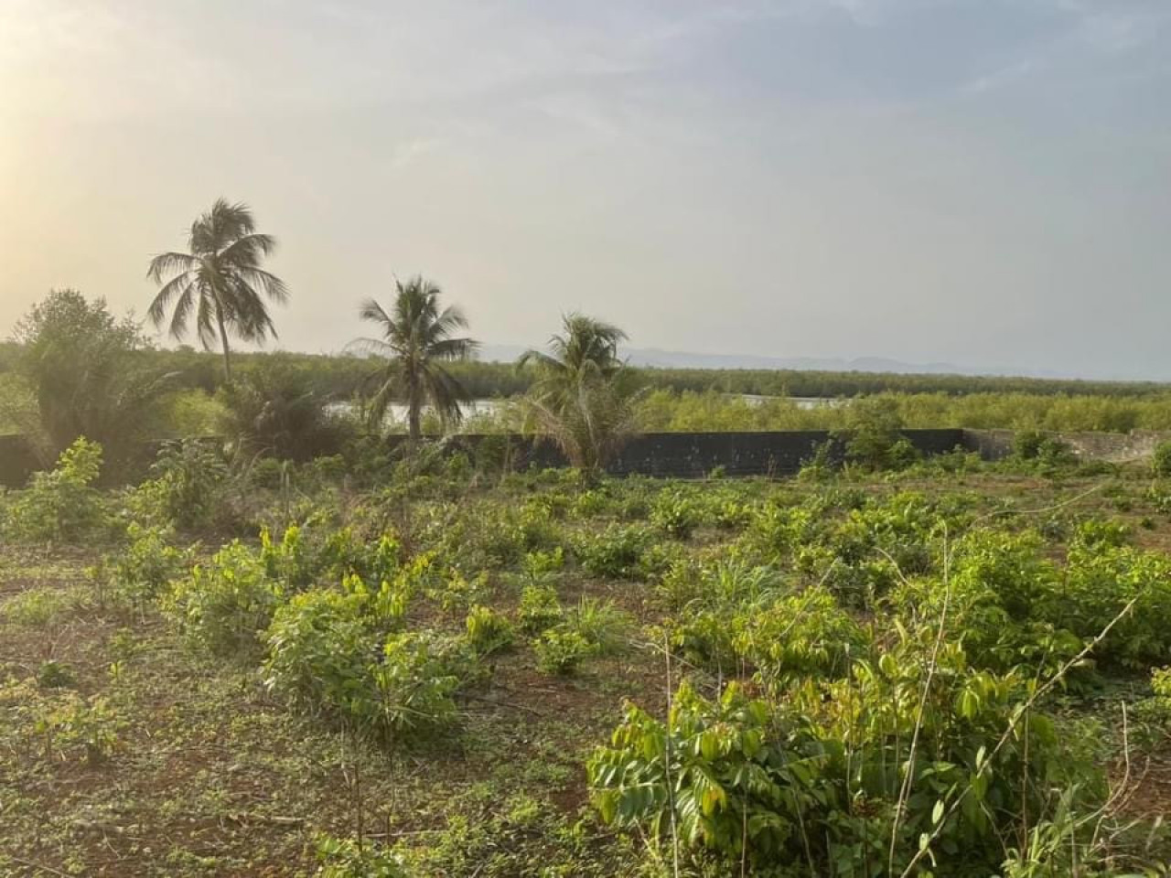 13parcelles collées A vendre àTOBOLON avec titre foncie, Terrains, Conakry