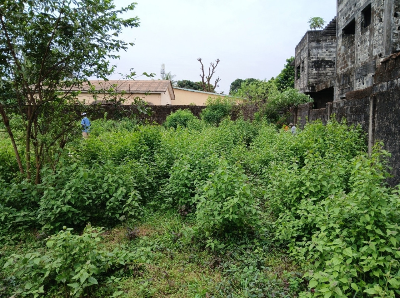 Terrain a vendre a lambagnie, Terrains, Conakry