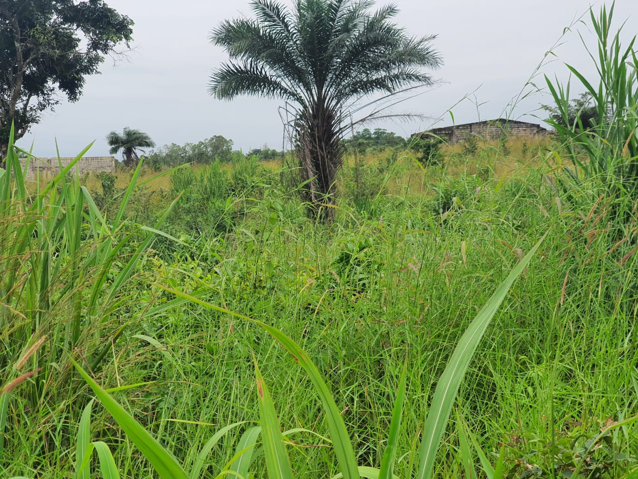 Terrain à vendre, Terrains, Conakry